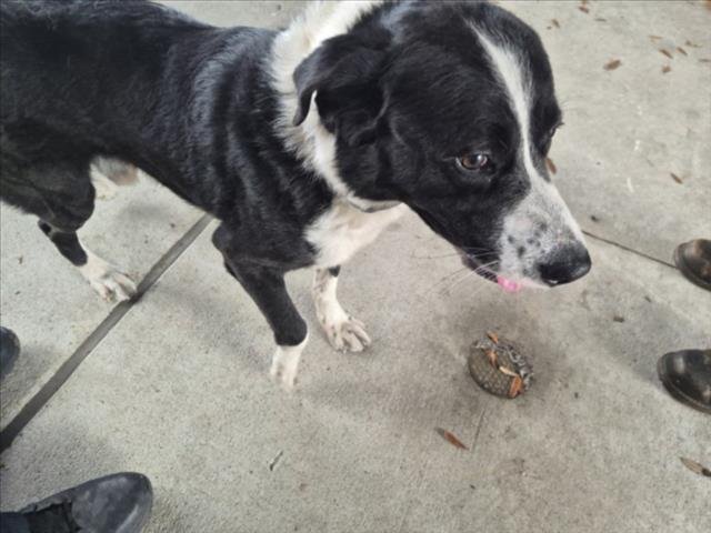 JAMES BOND - Australian Cattle Dog/Blue Heeler available for adoption