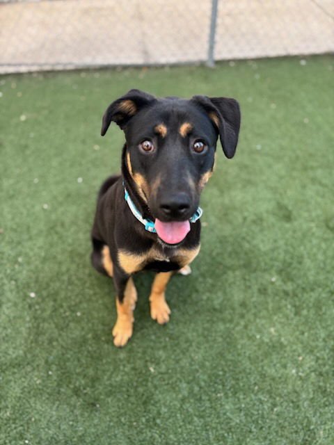 PRALINE - German Shepherd Dog available for adoption