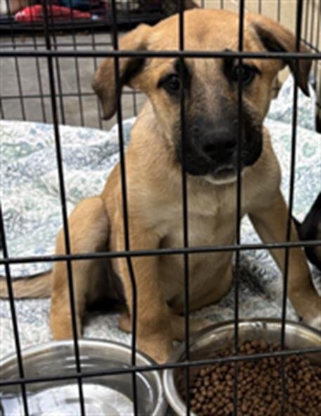 HONEY - German Shepherd Dog available for adoption