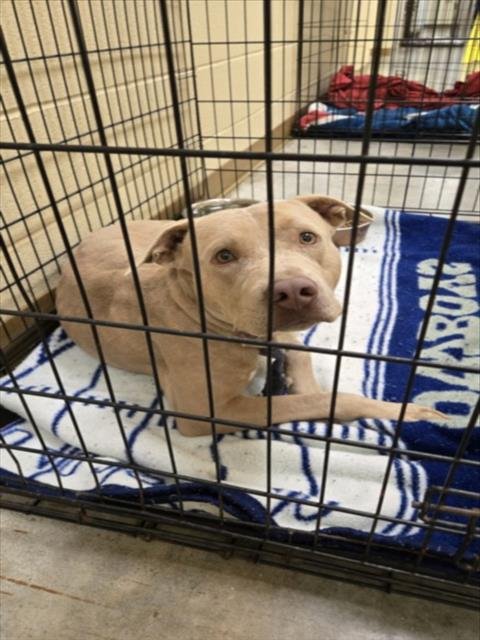 BUFFY - Staffordshire Bull Terrier available for adoption