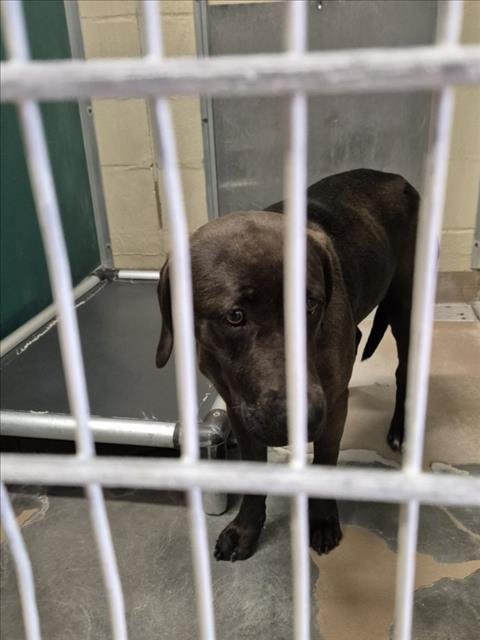 KALUAH - Labrador Retriever available for adoption