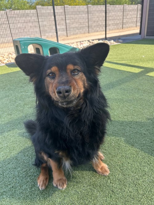KARMA - Australian Shepherd / Chow Chow available for adoption