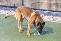 ARCHIE - Photo 5