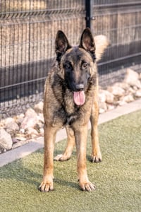 ARCHIE - Photo 4