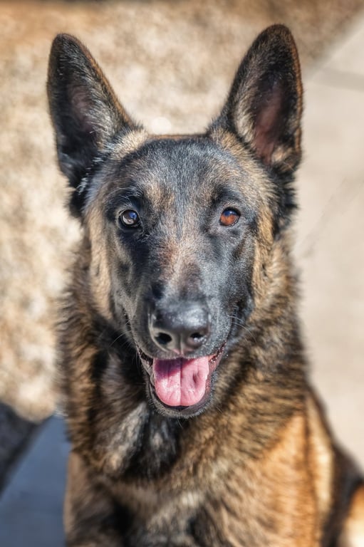 ARCHIE Image