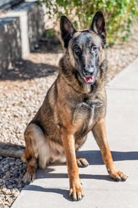 ARCHIE - Photo 2