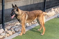 ARCHIE - Photo 7