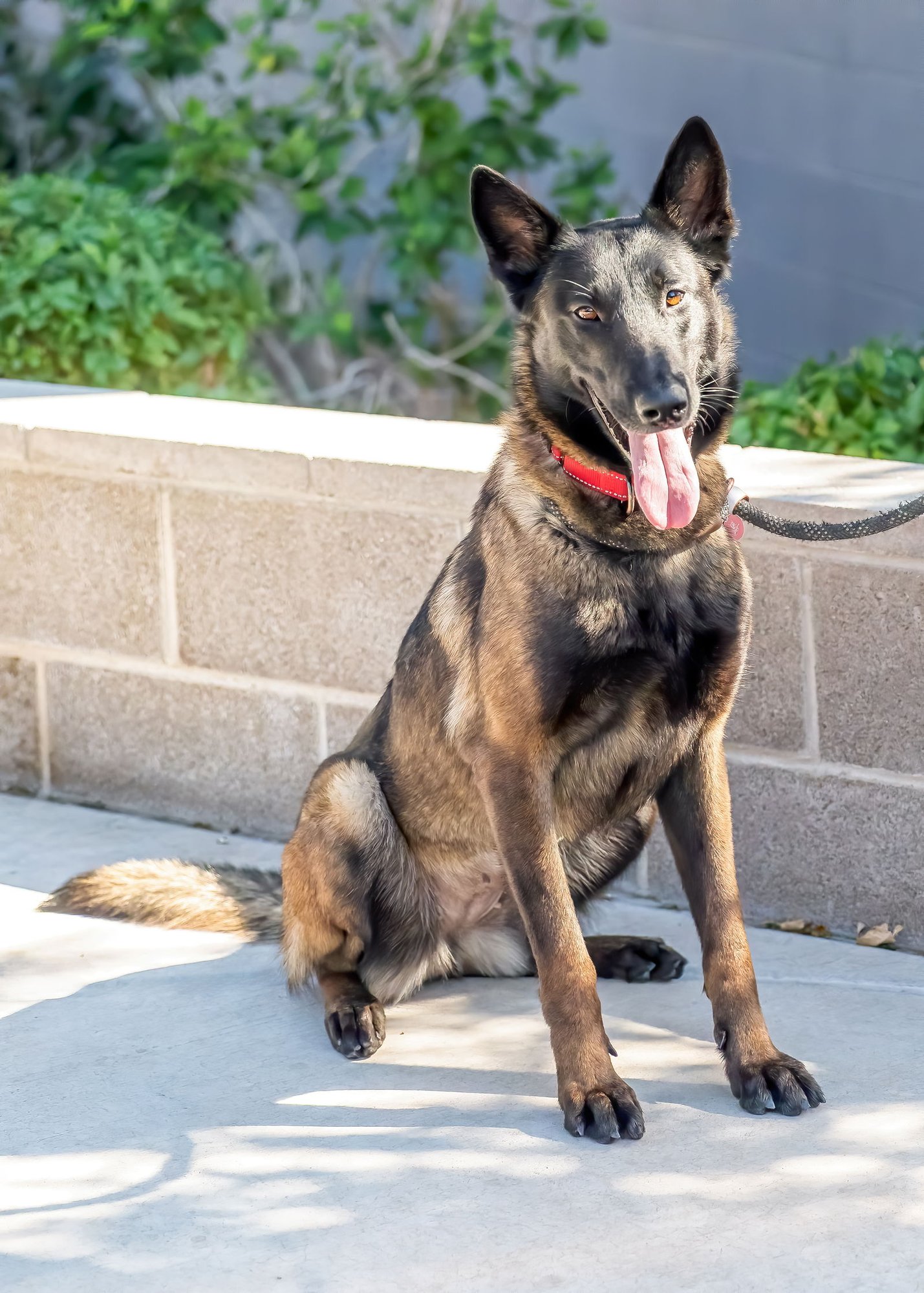 VERONICA - Belgian Shepherd Malinois for adoption in Scottsdale