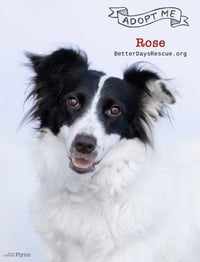 ROSE - Photo 7