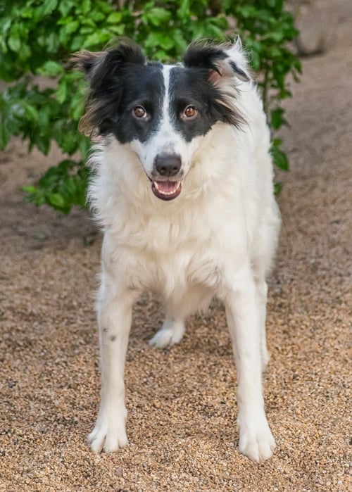 ROSE - Border Collie available for adoption