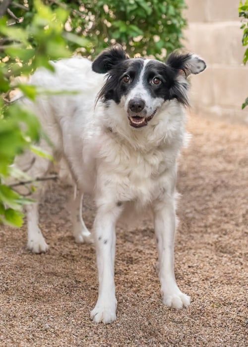 ROSE - Border Collie for adoption in Scottsdale