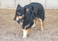 BRUCIE - Photo 10