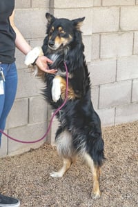 BRUCIE - Photo 11