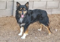 BRUCIE - Photo 7
