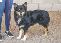 BRUCIE - Photo 8