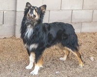 BRUCIE - Photo 4