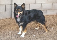 BRUCIE - Photo 5