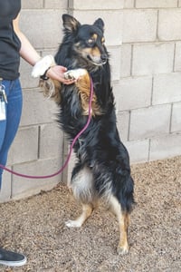 BRUCIE - Photo 12