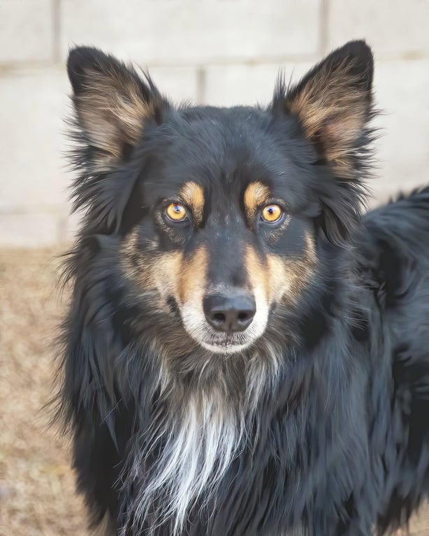 BRUCIE Image
