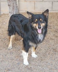 BRUCIE - Photo 2