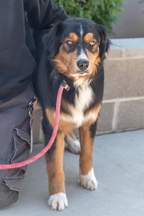 MARVEL - Australian Shepherd for adoption in Scottsdale
