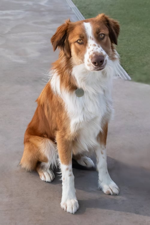 RUDY - Australian Shepherd available for adoption