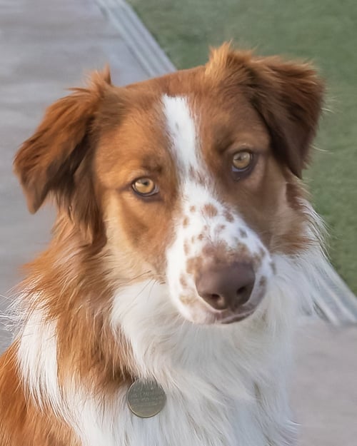 RUDY - Australian Shepherd for adoption in Scottsdale