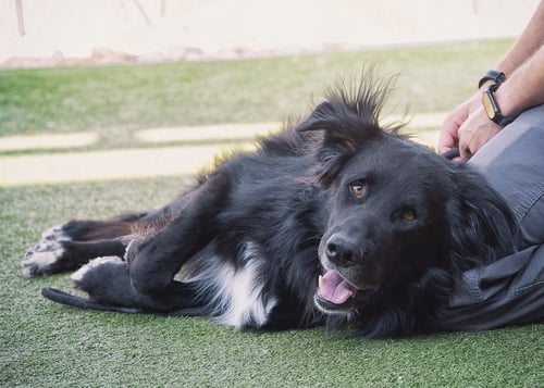 BEAR *EMBARK BREED TESTED* - German Shepherd Dog / Great Pyrenees for adoption in Scottsdale