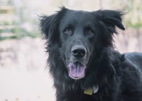 BEAR - Photo 11