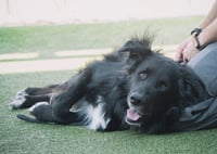BEAR - Photo 10