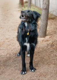 BEAR - Photo 7