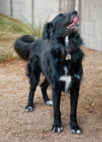 BEAR - Photo 5