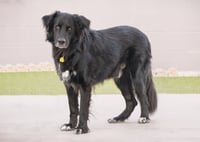 BEAR - Photo 6