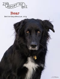 BEAR - Photo 3