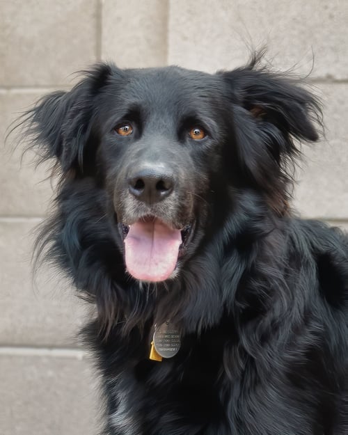 BEAR - Flat-coated Retriever / Hovawart for adoption in Scottsdale