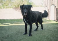 BEAR - Photo 8