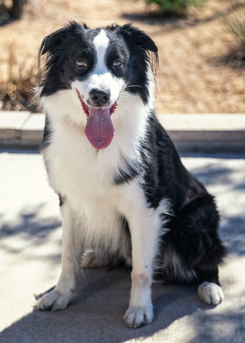 LUFFY - Australian Shepherd for adoption in Scottsdale