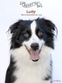 LUFFY - Photo 5