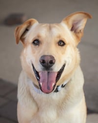 ZIGGY **Adoption Pending** - Photo 1
