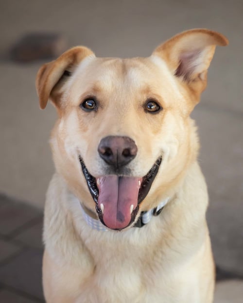 ZIGGY **ADOPTION PENDING** - Labrador Retriever for adoption in Scottsdale