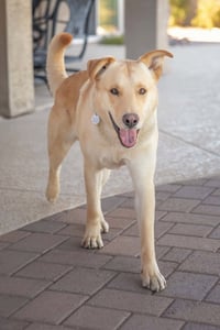 ZIGGY **Adoption Pending** - Photo 3