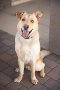ZIGGY **Adoption Pending** - Photo 4