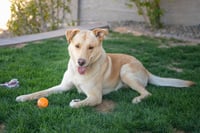 ZIGGY **Adoption Pending** - Photo 2