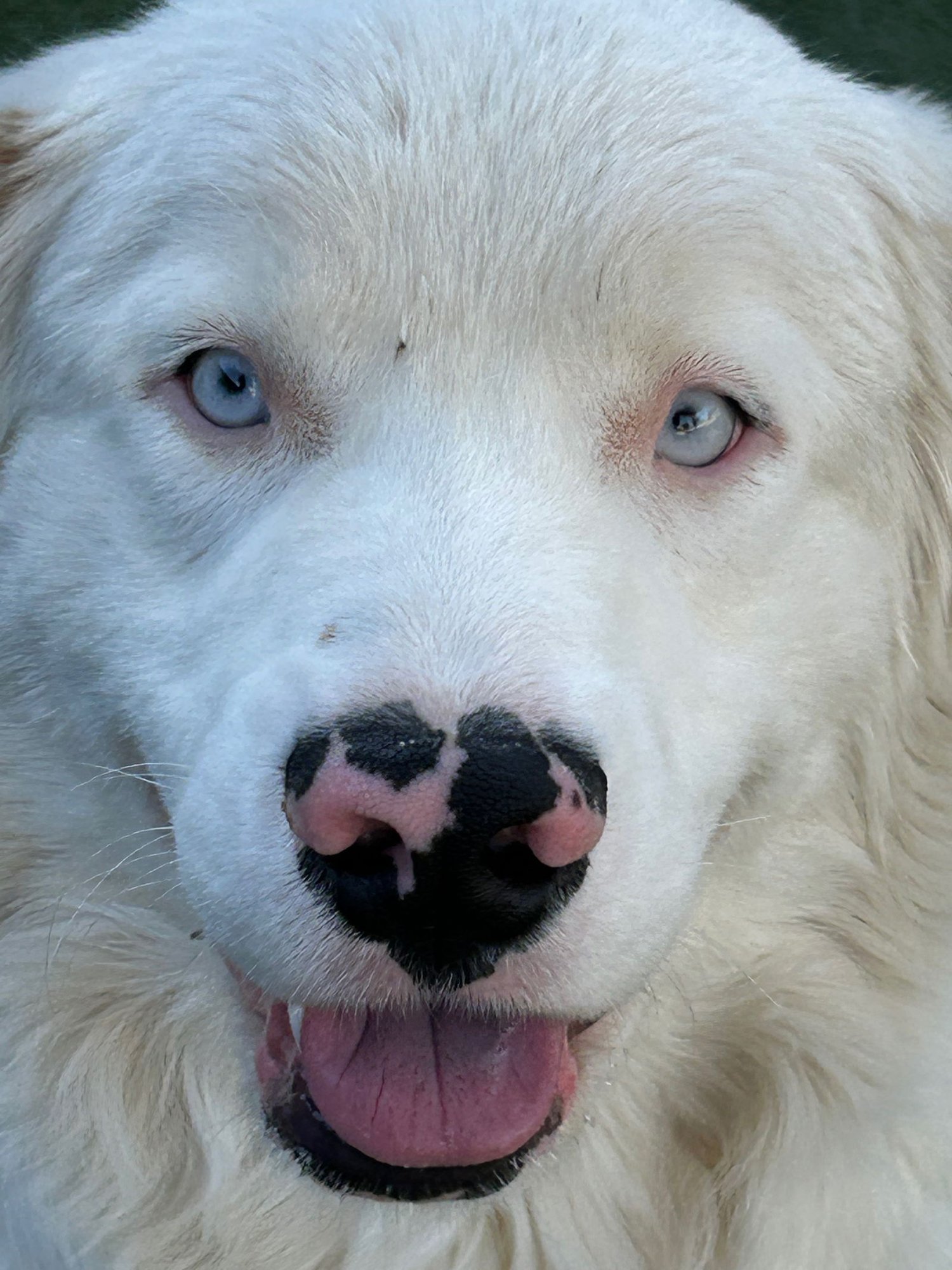 MOOSE - Australian Shepherd / Golden Retriever for adoption in Scottsdale
