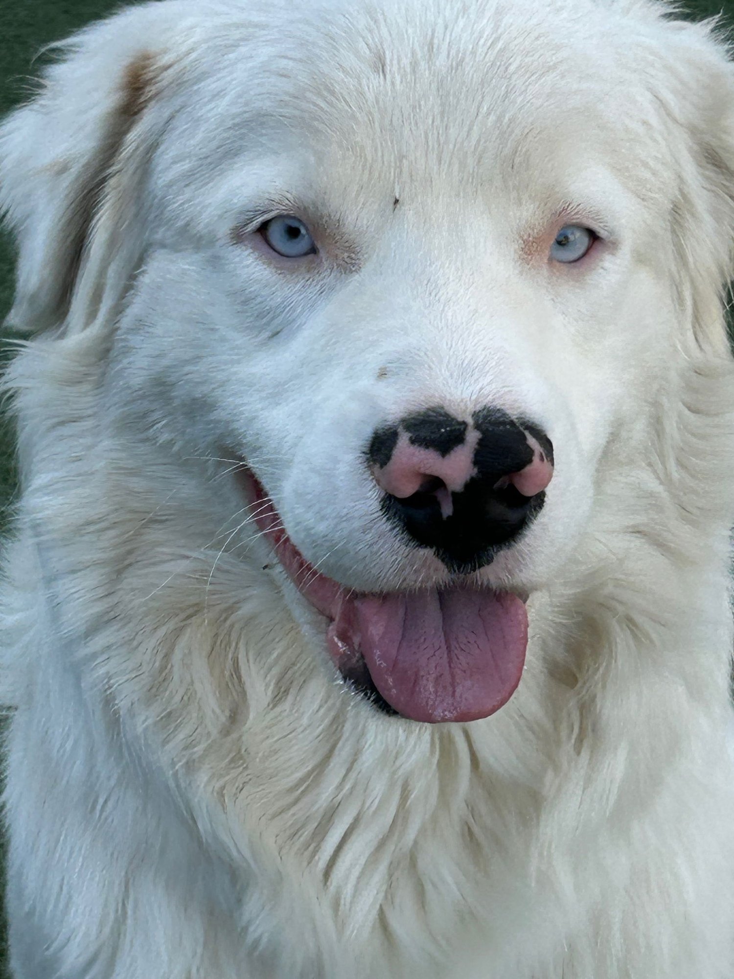 MOOSE - Photo 2
