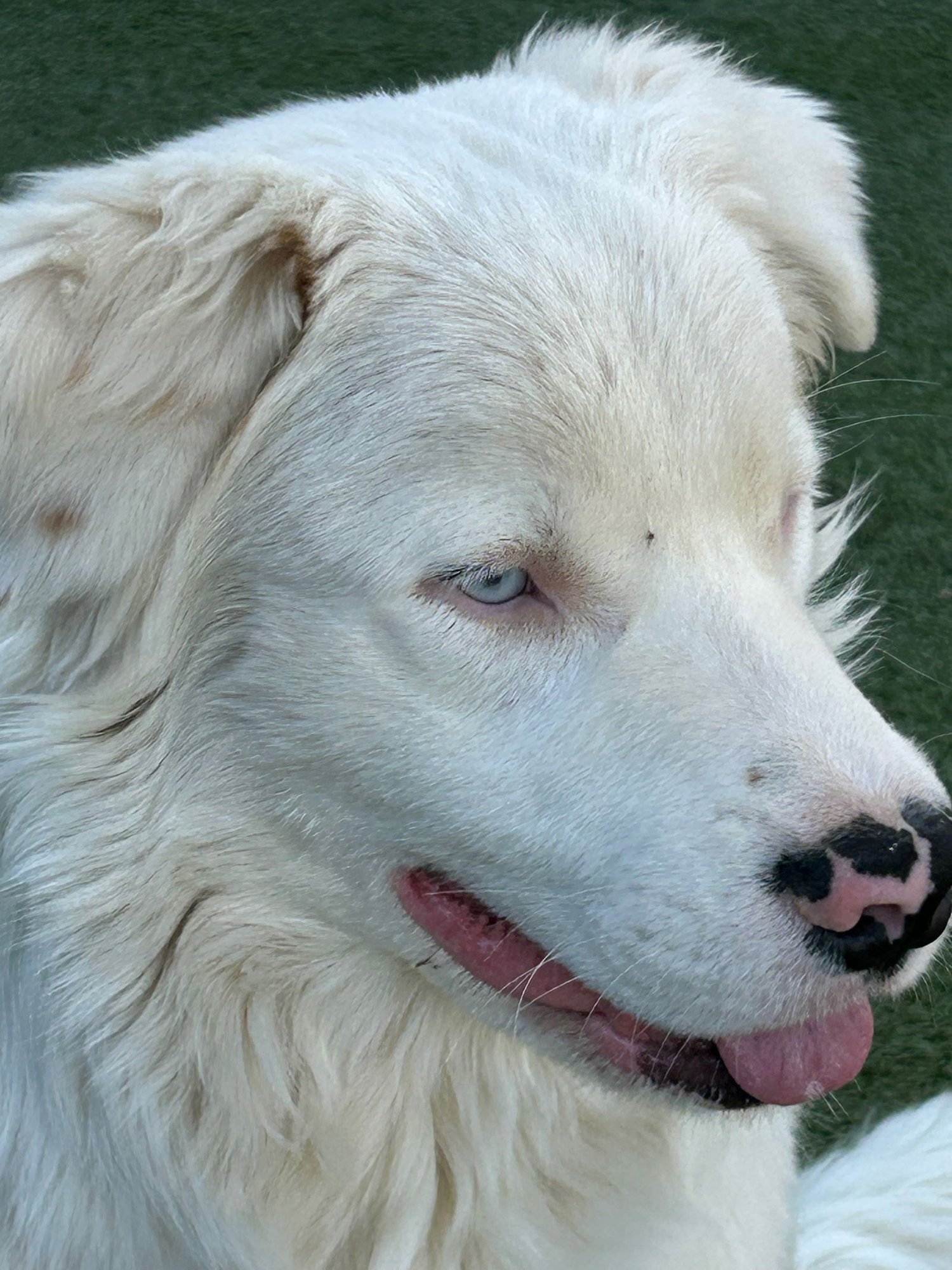 MOOSE - Photo 5