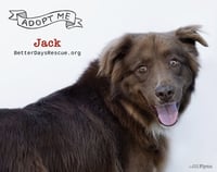 JACK - Photo 4
