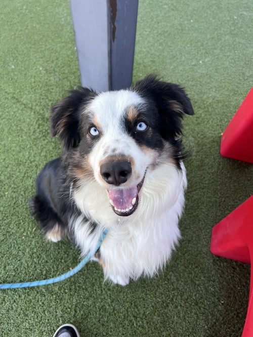 DAKOTA - Australian Shepherd available for adoption