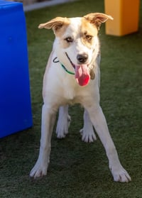 OLLIE - Photo 3