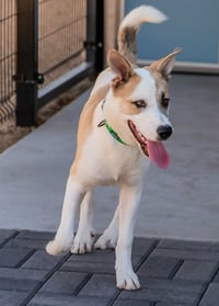 OLLIE - Photo 4
